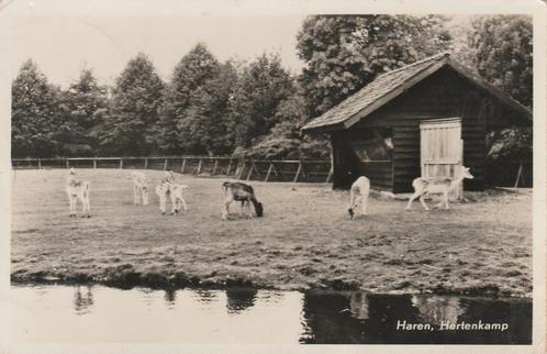 HAREN Hertenkamp 1955, Verzamelen, Ansichtkaarten | Nederland, Gelopen, Groningen, 1940 tot 1960, Verzenden
