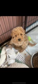 Nog 1 prachtig maltipoo reutje beschikbaar., Overige rassen, 8 tot 15 weken, CDV (hondenziekte), Meerdere