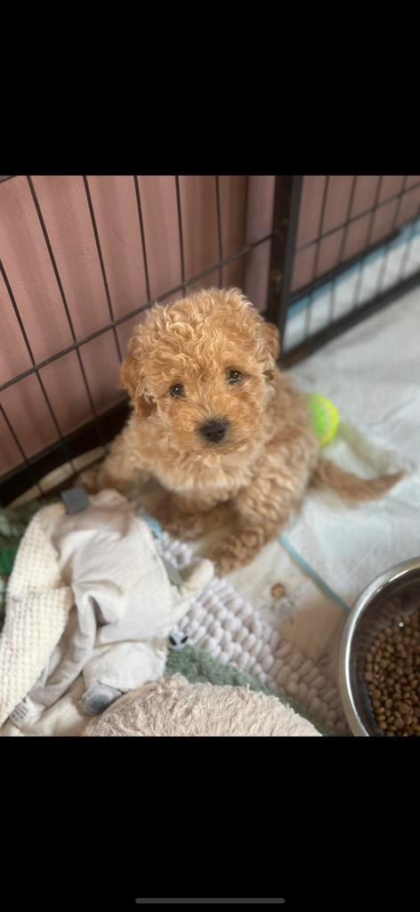 Nog 1 prachtig maltipoo reutje beschikbaar., Dieren en Toebehoren, Honden | Chihuahua's en Gezelschapshonden, Meerdere dieren