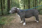 American bully pocket reutje, Dieren en Toebehoren, Honden | Bulldogs, Pinschers en Molossers, Particulier, 15 weken tot 1 jaar