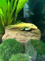 Algeneter koppel maken veel babys ancistrus gold goud, Dieren en Toebehoren, Vissen | Aquariumvissen, Vis