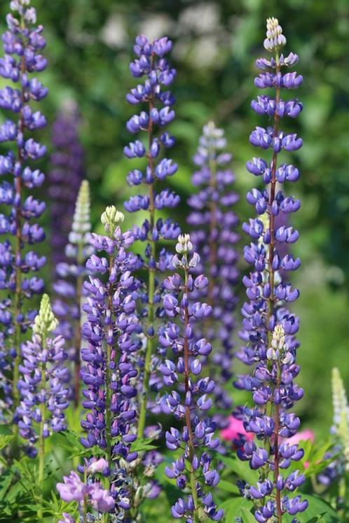 Bio zaden Vaste lupine - Lupine polyphyllus, Tuin en Terras, Bloembollen en Zaden, Zaad, Voorjaar, Volle zon, Verzenden