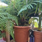 Kleine Boomvaren – Exotische elegantie in compact formaat, Ophalen, Overige soorten