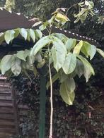 2 jonge walnootbomen in grond, Tuin en Terras, Planten | Bomen, Ophalen, Volle zon, Overige soorten