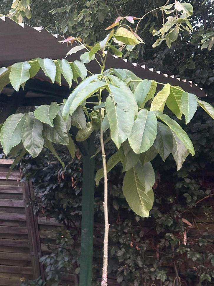 2 jonge walnootbomen in grond, Tuin en Terras, Planten | Bomen, Overige soorten, Volle zon, Ophalen