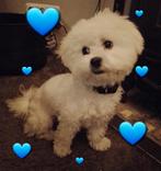 Dekreu kleine maltezer (niet te koop), Dieren en Toebehoren, Rabiës (hondsdolheid), Reu, 1 tot 2 jaar, Eén hond