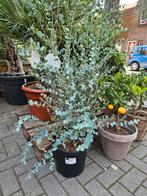 ACTIE Eucalyptusstruik van €39,50 - €20, 100 tot 250 cm, Zomer, Palmboom, Ophalen