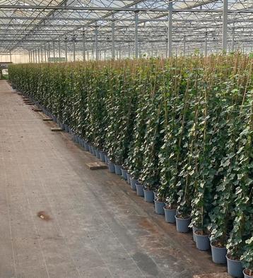 Hedera hibernica groenblijvende klimop planten beschikbaar voor biedingen