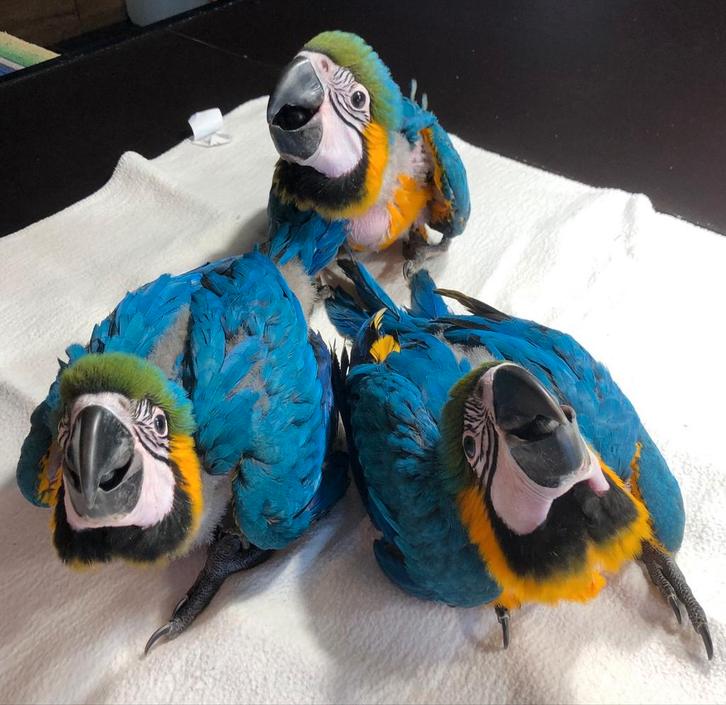 Tamme baby blauw gele Ara's met DNA en getest op alle ziekte, Dieren en Toebehoren, Vogels | Parkieten en Papegaaien, Papegaai