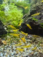 Citroengarnaal/gele garnaal. Neocaridina, Dieren en Toebehoren, Vissen | Aquariumvissen, Kreeft, Krab of Garnaal