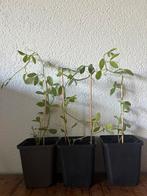 Lathyrus, Ophalen, Volle zon, Eenjarig, Klimplanten