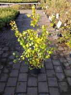 Boerenjasmijn struik, Vaste plant, Halfschaduw, Zomer, Ophalen