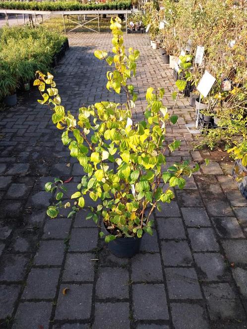 Boerenjasmijn struik, Tuin en Terras, Planten | Tuinplanten, Vaste plant, Overige soorten, Halfschaduw, Zomer, Ophalen