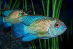 cichliden acara electric blue, Vis