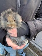 Baby konijntjes, Dieren en Toebehoren, Konijnen, Meerdere dieren