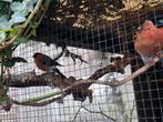 Goudvinken Putter Sijs en groenlingen, Meerdere dieren, Wildzangvogel