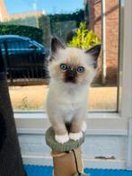 Ragdoll kittens seal en bleumitted getest en ouders stamboom, Dieren en Toebehoren, Katten en Kittens | Raskatten | Langhaar, Meerdere dieren