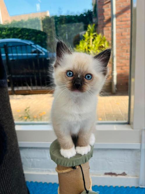 Ragdoll kittens seal en bleumitted getest en ouders stamboom, Dieren en Toebehoren, Katten en Kittens | Raskatten | Langhaar, Meerdere dieren