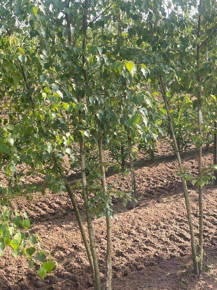 Struiten vanat oktober. Berken  . Hazelaar. Elzen, Tuin en Terras, Planten | Bomen, Volle zon, Ophalen of Verzenden