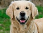 Oppas (Utrecht) voor Golden Retriever! Wij willen oefenen., Dieren en Toebehoren, Golden retriever, Reu, 1 tot 2 jaar, Eén hond