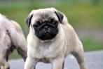 Mops pups mopshond, Rabiës (hondsdolheid), 15 weken tot 1 jaar, Overige rassen, Buitenland