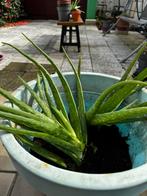 2 Aloe vera planten excl pot 30-40 cm, Tuin en Terras, Ophalen of Verzenden