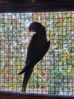 Grote alexanderparkiet pop, Dieren en Toebehoren, Vogels | Parkieten en Papegaaien, Vrouwelijk, Parkiet, Geringd