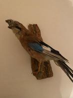 Vlaamse gaai, Verzamelen, Dierenverzamelingen, Ophalen, Gebruikt, Vogel, Opgezet dier