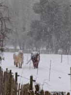 Stalling met vrije uitloop & weidegang  Spaubeek, Weidegang, 1 paard of pony