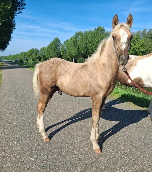 Super knap palomino hengst veulen, Dieren en Toebehoren, Pony's, Meerdere dieren, Onbeleerd, C pony (1.27m tot 1.37m), Recreatiepony