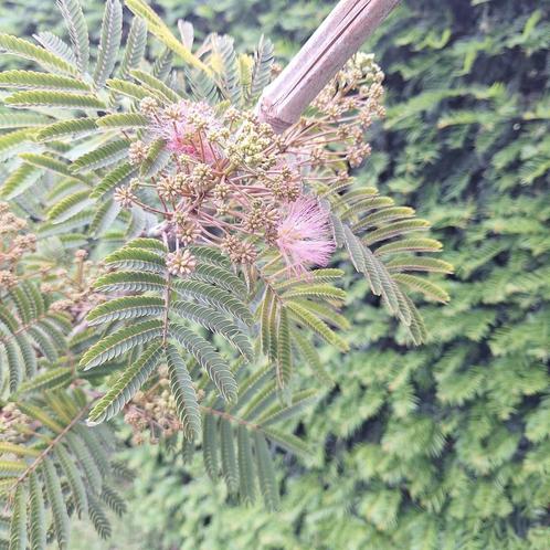 Perzische slaapboom Albizia, Tuin en Terras, Planten | Bomen, Overige soorten, Volle zon, Ophalen