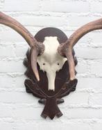 DAMHERT GEWEI op aluminium schedel / bewerkt houten schild, Ophalen, Gebruikt, Hert, Gewei of Kop