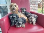 yorkshire terrier /  maltezer pups, Yorkshire Terriër, Nederland, CDV (hondenziekte), 8 tot 15 weken