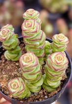 Crasulla hottentot variegata stekjes / bundelkorting, Ophalen of Verzenden, Halfschaduw, Minder dan 100 cm