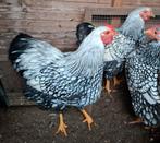Wyandotte jonge Haan zilver/zwart, Dieren en Toebehoren, Mannelijk, Kip