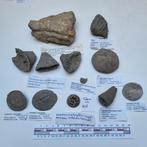 Fossielen verzameling met koraal 12 stuks, Verzamelen, Mineralen en Fossielen, Ophalen of Verzenden, Fossiel