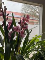 7 orchideeën cymbidium  orchidee 7 stuks, Huis en Inrichting, Kamerplanten, Ophalen, Overige soorten, Halfschaduw, Minder dan 100 cm