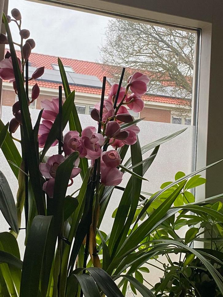 7 orchideeën cymbidium  orchidee 7 stuks, Huis en Inrichting, Kamerplanten, Overige soorten, Minder dan 100 cm, Bloeiende kamerplant