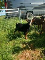 Dwerggeitje bokjes, Dieren en Toebehoren, Schapen, Geiten en Varkens, Mannelijk, Geit, 0 tot 2 jaar