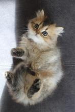 Golden schade kitten, Kater