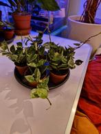 Hoya krohniana 'Eskimo', Overige soorten, Minder dan 100 cm, Groene kamerplant, Halfschaduw