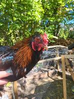 Haan/ hanen, Dieren en Toebehoren, Pluimvee, Mannelijk, Kip