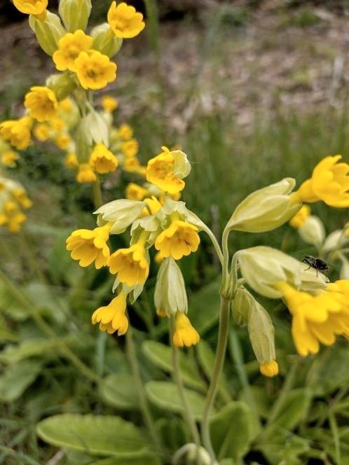 Zaden Slanke Sleutelbloem - Primula Elatior , Tuin en Terras, Bloembollen en Zaden, Zaad, Voorjaar, Volle zon, Verzenden
