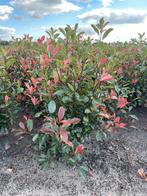Photinia fras red robin. Glansmispel, Ophalen of Verzenden, Overige soorten, 100 tot 250 cm