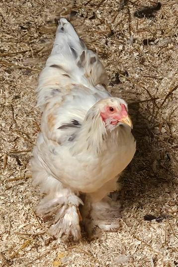 Splash buff columbian brahma grote haan 3 maanden uit België beschikbaar voor biedingen