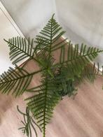 Groene kamerden  72 cm., Huis en Inrichting, Kamerplanten, Ophalen, Halfschaduw, Minder dan 100 cm