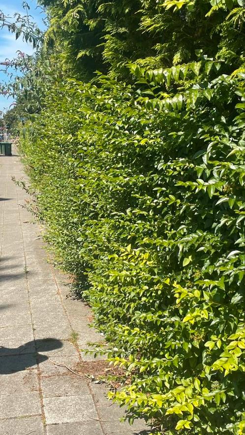 Tuinhulp, Tuin en Terras, Gras en Kunstgras, Ophalen of Verzenden