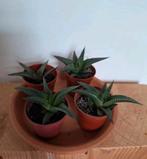 Haworthia, succulent, vetplant, Huis en Inrichting, Kamerplanten, Vetplant, Minder dan 100 cm, Groene kamerplant, Halfschaduw