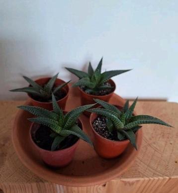 Haworthia, succulent, vetplant beschikbaar voor biedingen