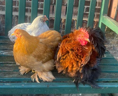 Cochin Krul Kriel Kip Haan, Dieren en Toebehoren, Vogels | Overige Vogels, Tropenvogel, Mannelijk, Tam